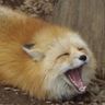 こゃーん