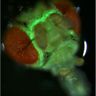 Insect Genetics & MolBio