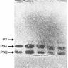 Antimicrobial Peptides