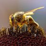 🐝The Bee Garden🐝