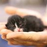 cute animals