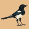 Bird + Bird Creature Art