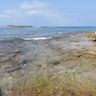 Reefs and friends