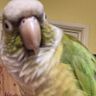 Cute Birb Feed