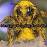 Just a bug pokemon feed 