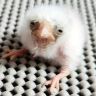 look at this bird