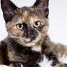 Tortie & Calico Cats