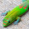  Reptiles/Amphibians! 🐍