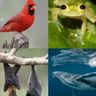 Bioacoustics 🦇🐸🦉🐋