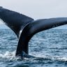 Marine Mammalogy 🐋🦭