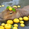 capybaras!