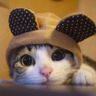 Cat Pics on Blue Sky
