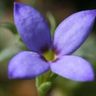 Bluets