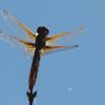 Invertebrate ID Requests