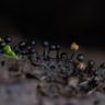 Slime Molds