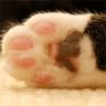 Toe Beans