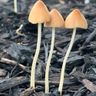 Fungi Friends
